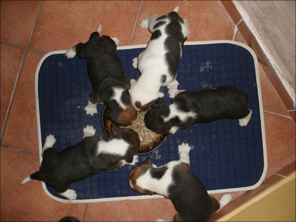 cuccioli amelie-73